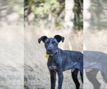 Small #5 Mutt