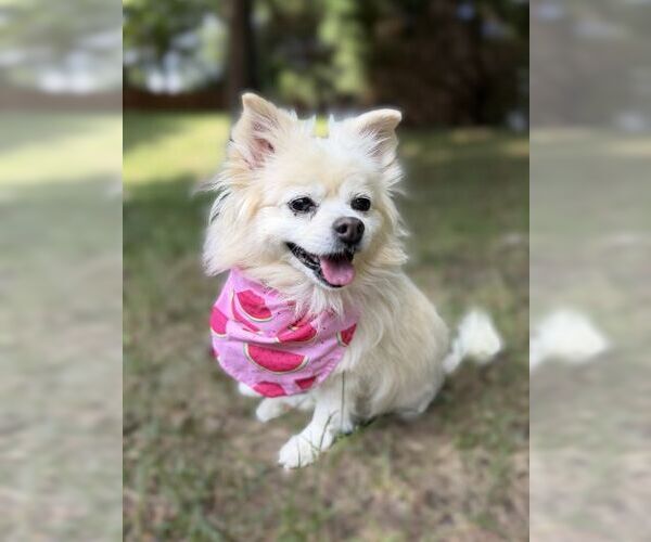 Medium Photo #5 Pomeranian Puppy For Sale in Arlington, VA, USA