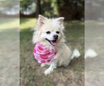 Small #4 Pomeranian