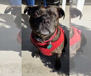 Shasta- Pocket Princess! LOVES WATER - Female Mutt Dog for Adoption - Photo #5
