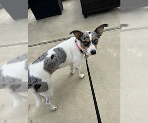 Marley - Maybe Me? - Female Mutt Dog for Adoption - Photo #5