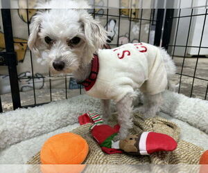 Maltese Dogs for adoption in Mukwonago, WI, USA