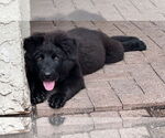 Small #2 Shepradors