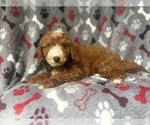 Small #6 Cavapoo