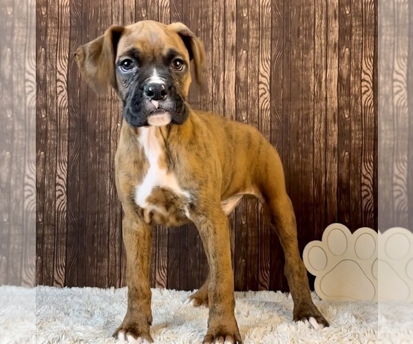 Medium Photo #1 Boxer Puppy For Sale in FRANKLIN, IN, USA