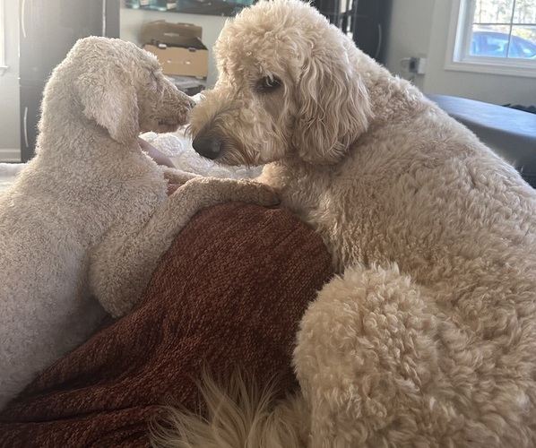 Medium Photo #1 Goldendoodle Puppy For Sale in FAYETTEVILLE, GA, USA