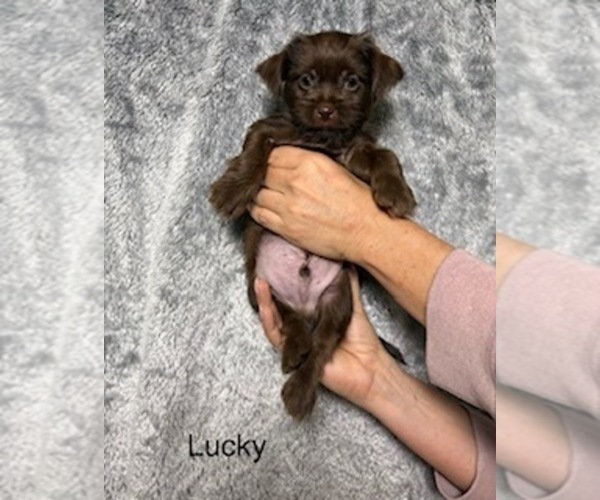 Medium Photo #9 Shorkie Tzu Puppy For Sale in SCOTTSDALE, AZ, USA