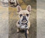 Small #4 French Bulldog