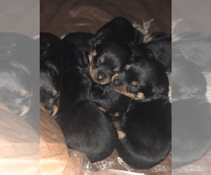 Rottweiler Puppy for sale in ENFIELD, CT, USA