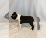 Small Photo #4 Boston Terrier Puppy For Sale in MORENO VALLEY, CA, USA