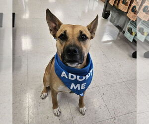 American Pit Bull Terrier-Unknown Mix Dogs for adoption in Fargo, ND, USA