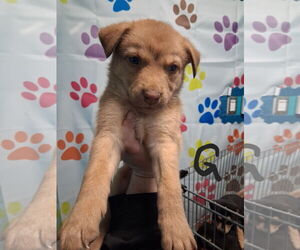 Labrador Retriever Dogs for adoption in Houston, TX, USA