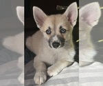 Small Photo #5 Pomsky Puppy For Sale in LOVELAND, CO, USA