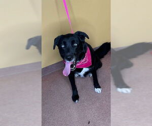 Labrador Retriever-Siberian Husky Mix Dogs for adoption in Ogden, UT, USA