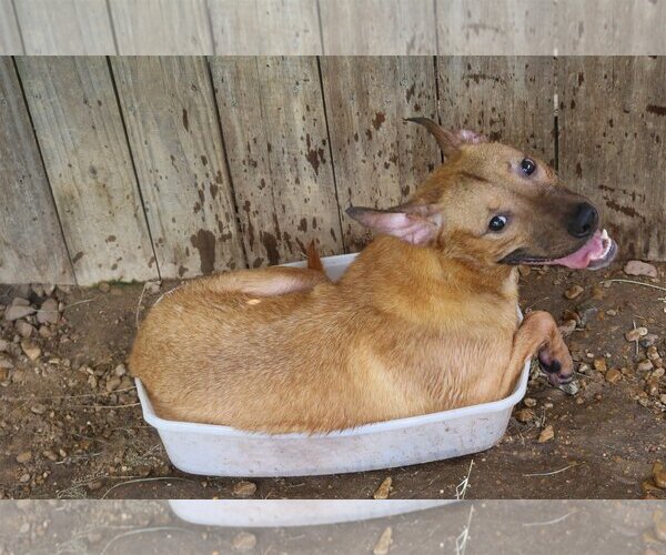Medium Photo #2 Mutt Puppy For Sale in Jackson, MS, USA