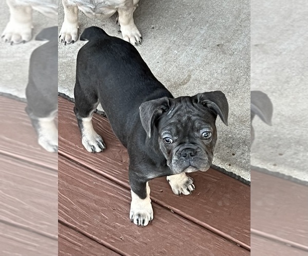 Medium Photo #7 French Bulldog Puppy For Sale in CAMERON, OK, USA
