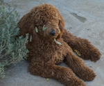 Small #6 Goldendoodle