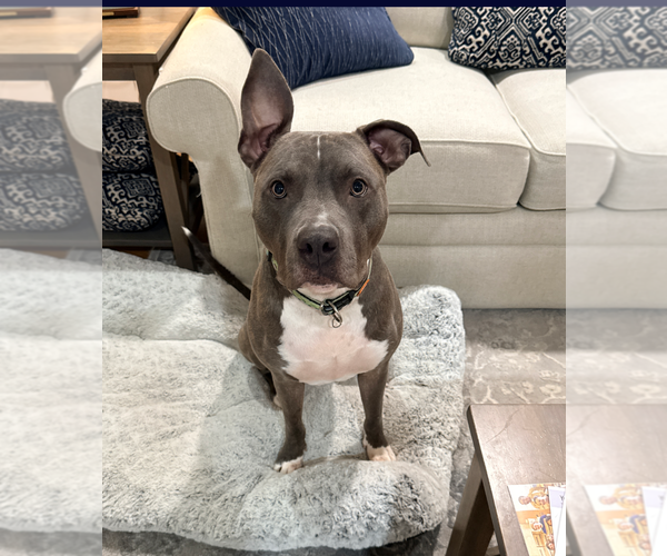 Medium Photo #5 American Staffordshire Terrier-Unknown Mix Puppy For Sale in Holly Springs, NC, USA