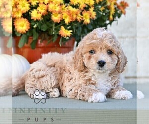 Poodle (Miniature) Puppy for sale in DORNSIFE, PA, USA
