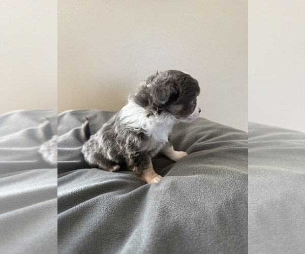 Medium Photo #7 Chihuahua Puppy For Sale in MARCUS, IA, USA