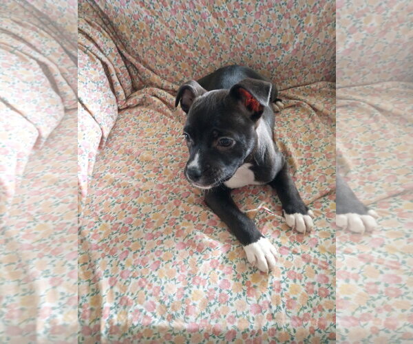 Medium Photo #12 Mutt Puppy For Sale in Holly Springs, NC, USA