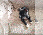 Small #11 Mutt