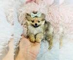 Small Photo #23 Pomeranian Puppy For Sale in PEMBROKE PINES, FL, USA