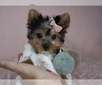 Small Photo #14 Yorkshire Terrier Puppy For Sale in PEMBROKE PINES, FL, USA