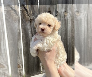 ShihPoo Puppy for sale in CLOVER, SC, USA