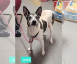 Small Rat Terrier Mix