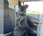 Small #16 American Pit Bull Terrier-German Shepherd Dog Mix