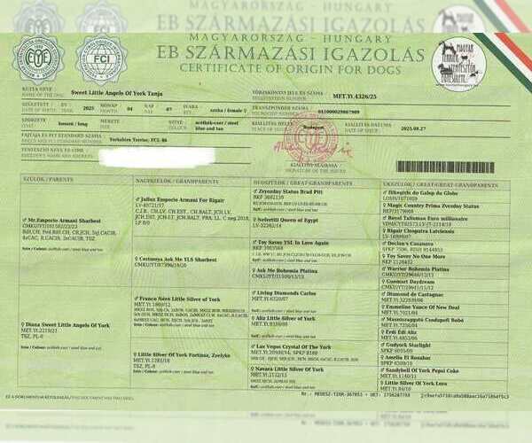 Medium Photo #6 Yorkshire Terrier Puppy For Sale in Monor, Pest, Hungary