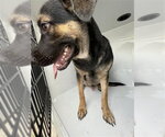 Small German Shepherd Dog