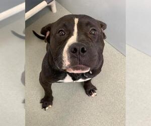 American Pit Bull Terrier Dogs for adoption in Fayetteville, NC, USA