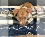 Small #4 Mutt