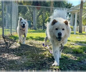 Chow Chow Dogs for adoption in Prescott, Ontario, Canada