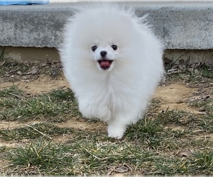 Pomeranian Puppy for sale in CINCINNATI, OH, USA