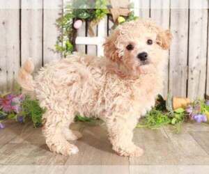 Poochon Puppy for sale in MOUNT VERNON, OH, USA