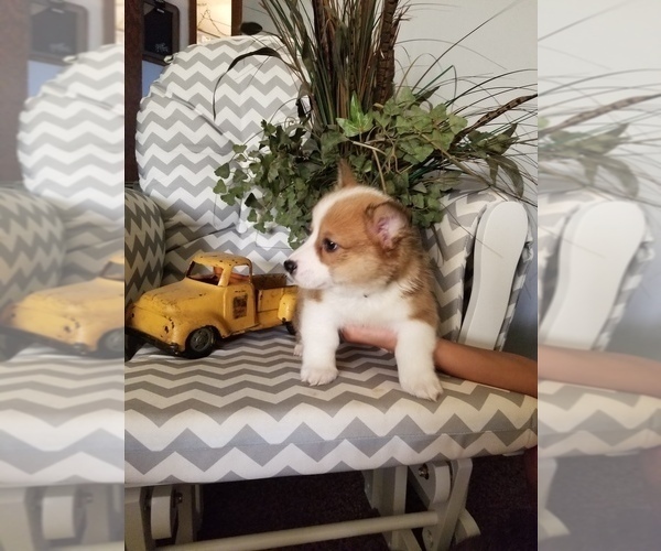 Medium Photo #3 Pembroke Welsh Corgi Puppy For Sale in MEXICO, MO, USA