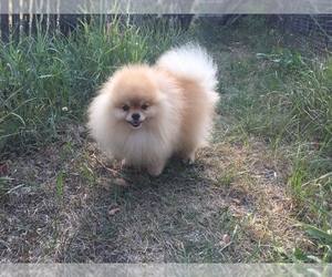 Father of the Pomeranian puppies born on 10/18/2019