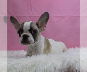 French Bulldog Puppy for sale in VIRGINIA BEACH, VA, USA