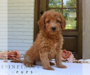 Goldendoodle (Miniature) Puppy for sale in NARVON, PA, USA