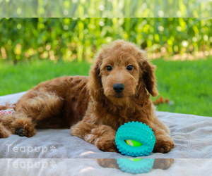 Goldendoodle (Miniature) Puppy for sale in SYRACUSE, IN, USA