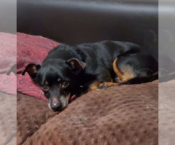 Medium Photo #4 Dachshund-Unknown Mix Puppy For Sale in Weston, FL, USA