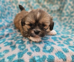 Shih Apso Puppy for sale in WALSH, IL, USA