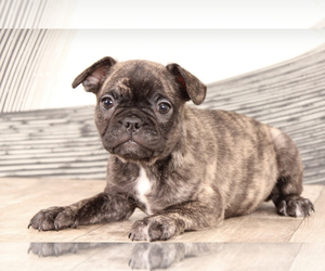 Faux Frenchbo Bulldog Puppy for sale in WESTPOINT, IN, USA