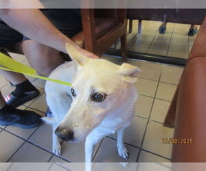 Carolina Dog-Unknown Mix Dogs for adoption in Ocala, FL, USA