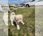 Small Photo #1 Golden Retriever-Goldendoodle Mix Puppy For Sale in WHITTIER, CA, USA
