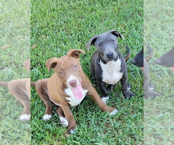 Medium Photo #3 Mutt Puppy For Sale in Abbeville, LA, USA