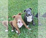 Small #2 Mutt